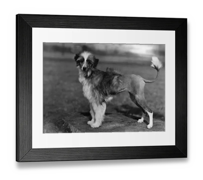Framed Print : FALL / WATER DOG / 1956 Framed Print : FALL / WATER DOG / 1956