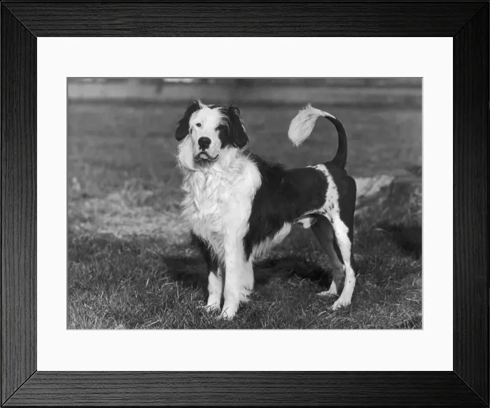 Framed Print : FALL / WATER DOG / 1956 Framed Print : FALL / WATER DOG / 1956