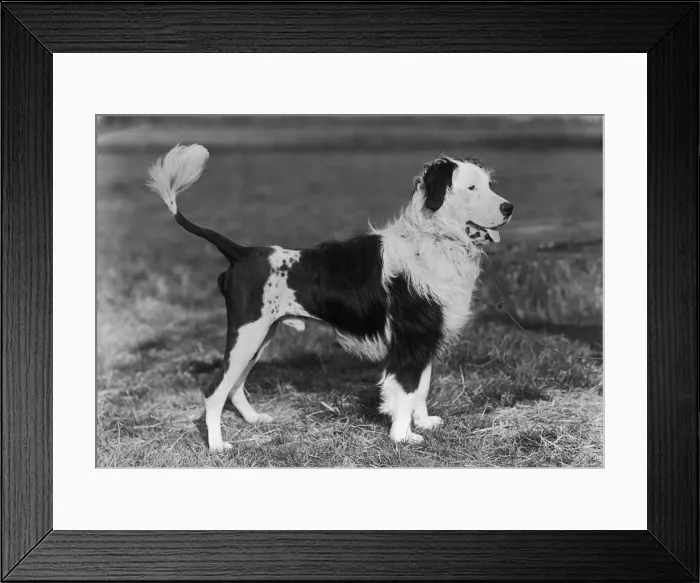 Framed Print : FALL / WATER DOG / 1956 Framed Print : FALL / WATER DOG / 1956
