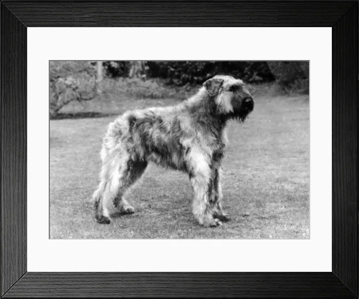 Framed Print : FALL / BOUVIER DES FLANDRE Framed Print : FALL / BOUVIER DES FLANDRE