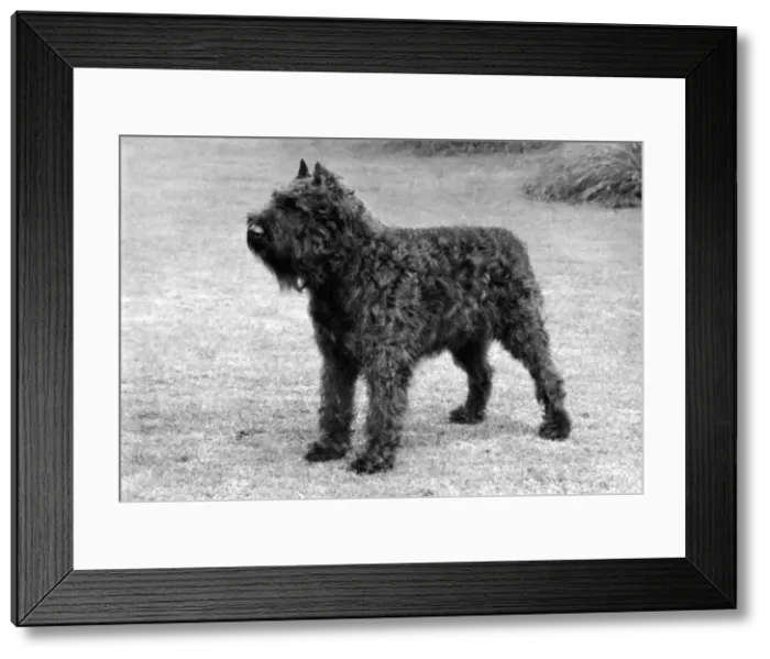 Framed Print : FALL / BOUVIER DES FLANDRE Framed Print : FALL / BOUVIER DES FLANDRE