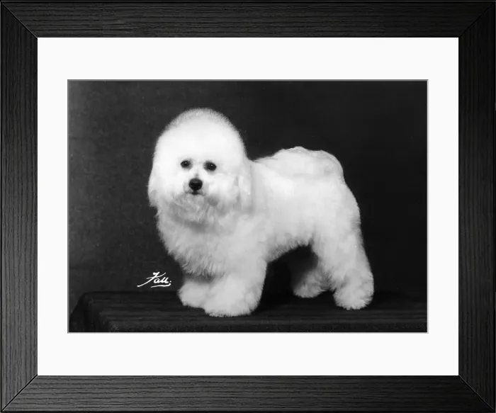 Framed Print : FALL / BICHON FRISE / 1975 Framed Print : FALL / BICHON FRISE / 1975
