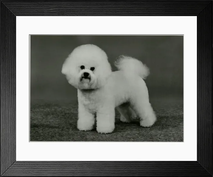 Framed Print : FALL / BICHON FRISE / 1990 Framed Print : FALL / BICHON FRISE / 1990