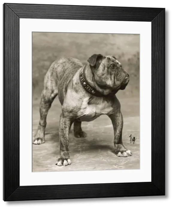 Framed Print : FALL / BULLDOG / 1907 Framed Print : FALL / BULLDOG / 1907