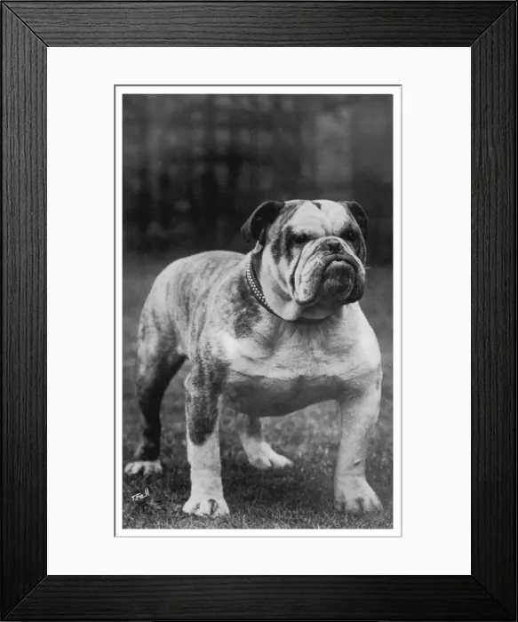 Framed Print : Fall - Bulldog - 1922