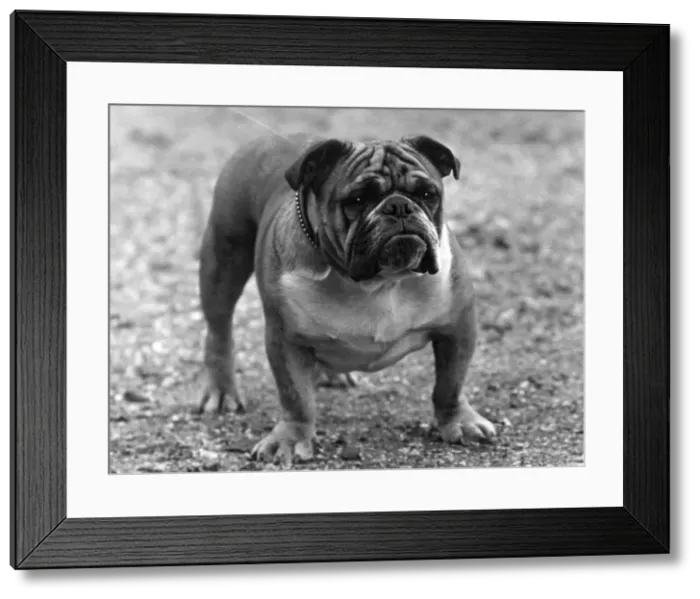 Framed Print : FALL / BULLDOG / 1933 Framed Print : FALL / BULLDOG / 1933