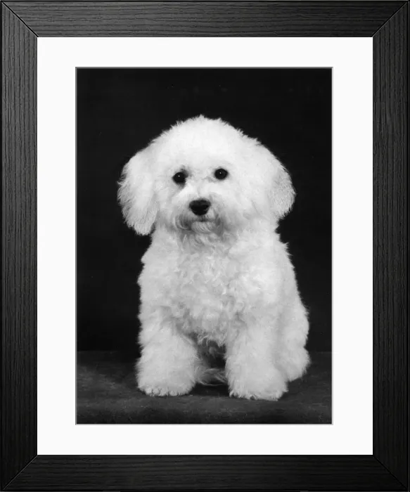 Framed Print : FALL / BICHON FRISE / 1975 Framed Print : FALL / BICHON FRISE / 1975