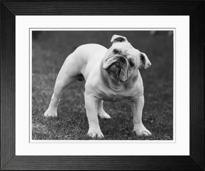 Framed Print : Fall - Bulldog - 1939 Framed Print : Fall - Bulldog - 1939