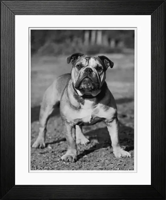 Framed Print : Fall - Bulldog - 1945 Framed Print : Fall - Bulldog - 1945