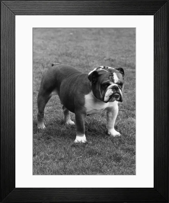 Framed Print : FALL / BULLDOG / 1974 Framed Print : FALL / BULLDOG / 1974