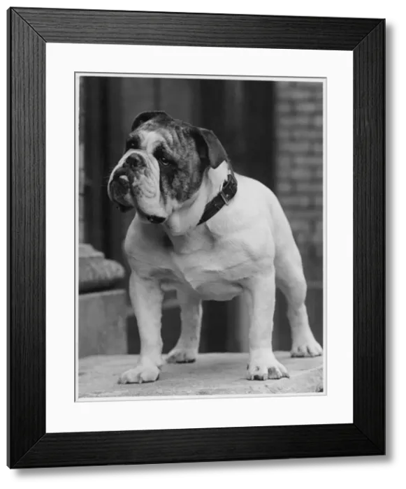 Framed Print : FALL / BULLDOG / 1938 Framed Print : FALL / BULLDOG / 1938