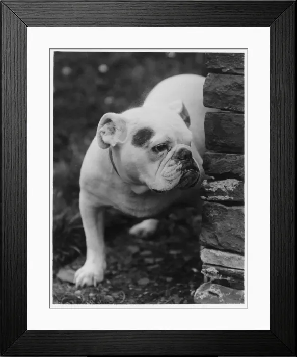 Framed Print : FALL / BULLDOG / 1931 Framed Print : FALL / BULLDOG / 1931