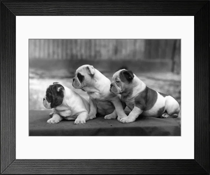 Framed Print : FALL / BULLDOG / 1938 Framed Print : FALL / BULLDOG / 1938