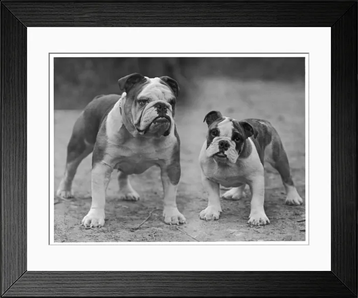 Framed Print : Fall - Bulldog - 1946 Framed Print : Fall - Bulldog - 1946
