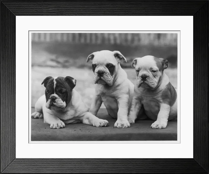 Framed Print : FALL / BULLDOG / 1938 Framed Print : FALL / BULLDOG / 1938