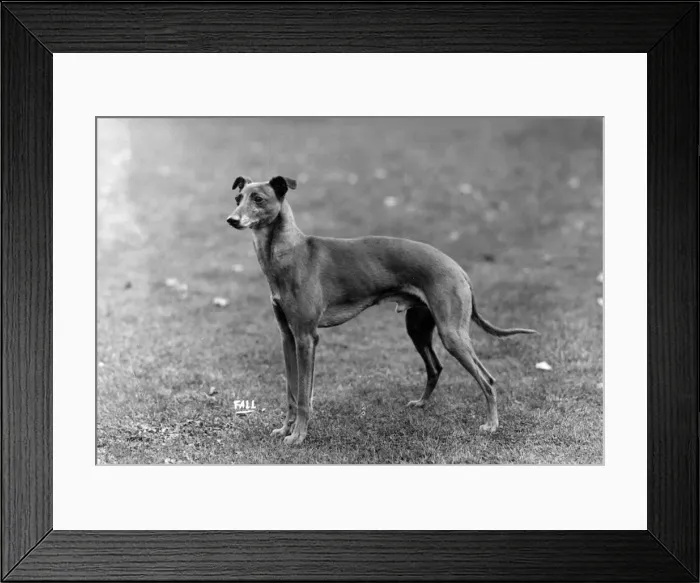 Framed Print : FALL  /  WHIPPET  /  1931