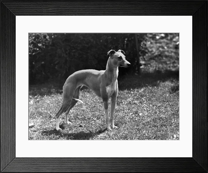 Framed Print : FALL / WHIPPET / 1948 Framed Print : FALL / WHIPPET / 1948