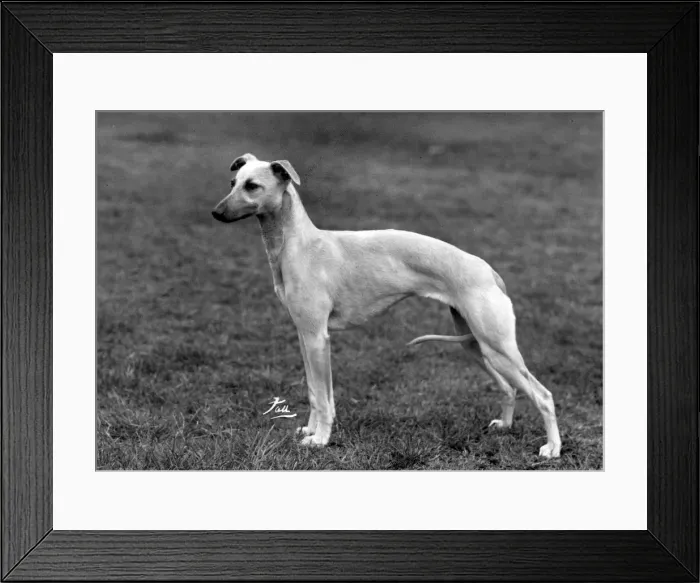 Framed Print : FALL / WHIPPET / 1960 Framed Print : FALL / WHIPPET / 1960