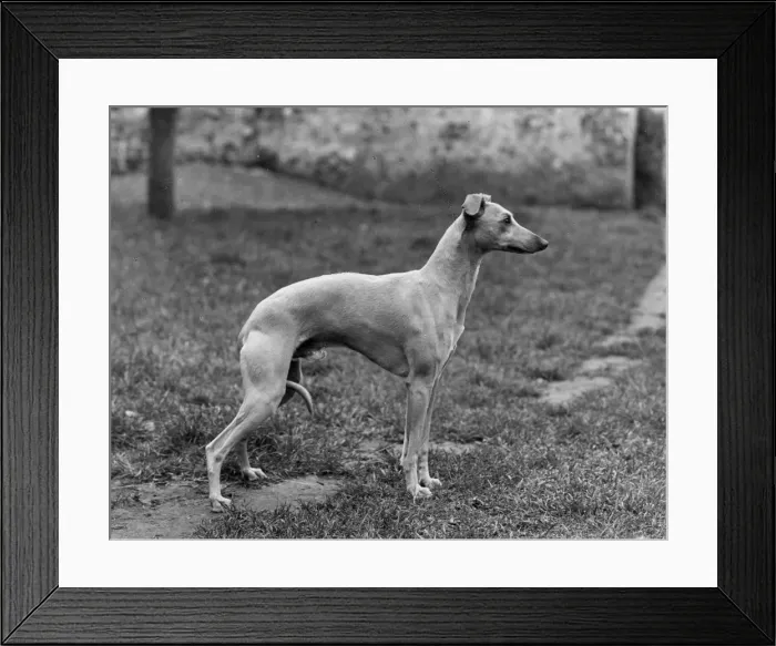 Framed Print : FALL / WHIPPET / 1954 Framed Print : FALL / WHIPPET / 1954