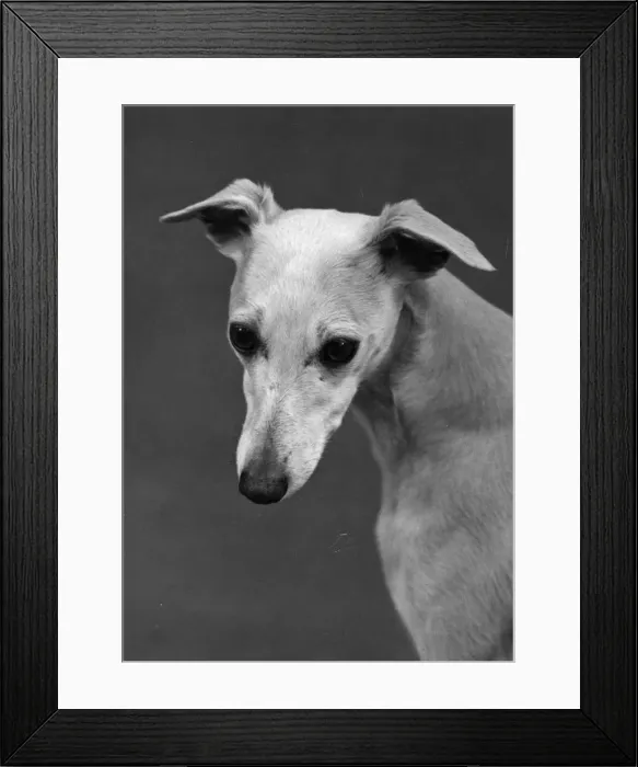 Framed Print : FALL / WHIPPET / 1960 Framed Print : FALL / WHIPPET / 1960