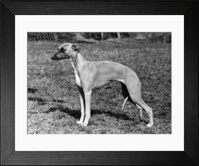 Framed Print : FALL / WHIPPET / 1976 Framed Print : FALL / WHIPPET / 1976