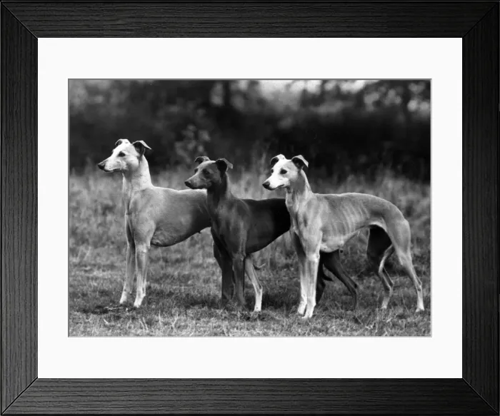 Framed Print : FALL / WHIPPET / 1943 Framed Print : FALL / WHIPPET / 1943