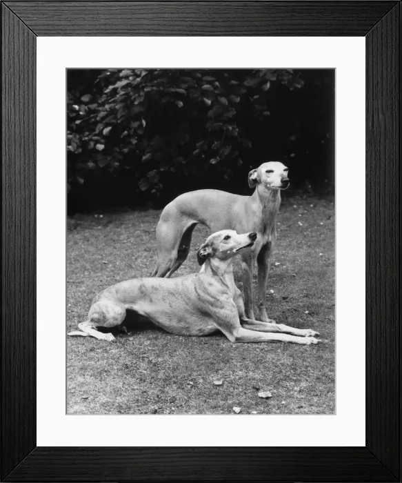 Framed Print : FALL / WHIPPET / 1970 Framed Print : FALL / WHIPPET / 1970