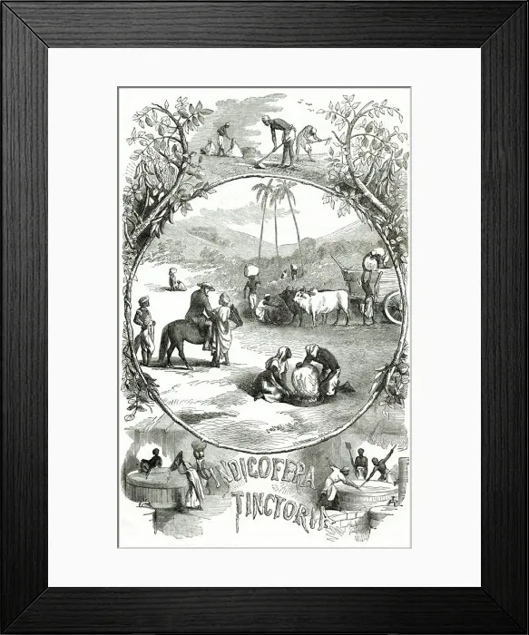 Framed Print : INDIGO CULTIVATION 1871 Framed Print : INDIGO CULTIVATION 1871