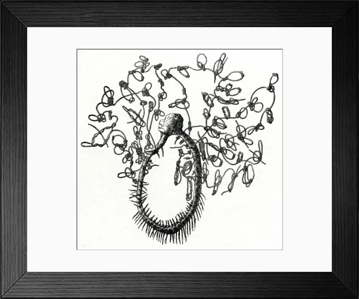 Framed Print : MEXICAN QUIPU (1857) Framed Print : MEXICAN QUIPU (1857)