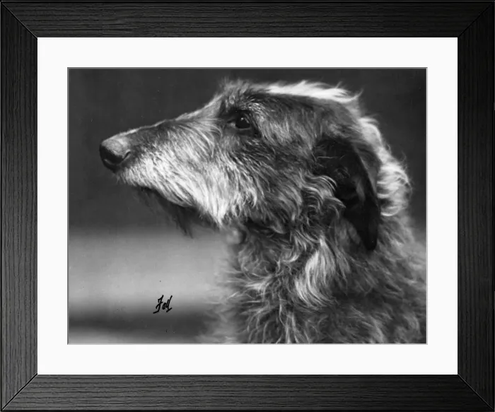Framed Print : FALL / DEERHOUND / ROSS Framed Print : FALL / DEERHOUND / ROSS