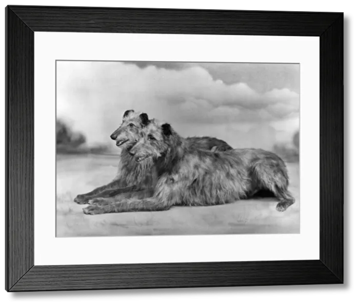 Framed Print : FALL / DEERHOUND / MS NOBLE Framed Print : FALL / DEERHOUND / MS NOBLE