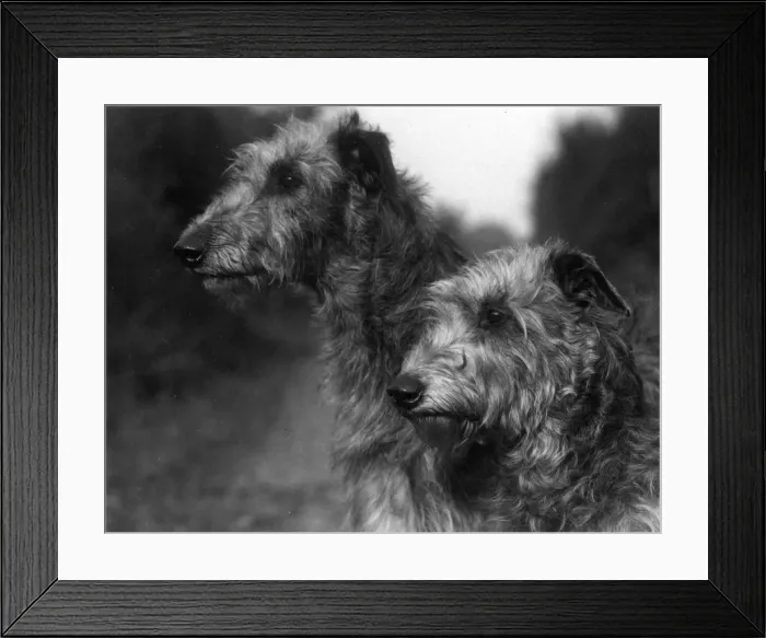 Framed Print : FALL / DEERHOUND / CONNELL Framed Print : FALL / DEERHOUND / CONNELL