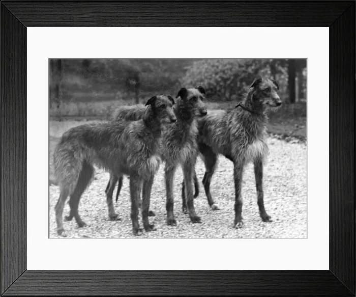 Framed Print : FALL / DEERHOUND / ROTHERWD Framed Print : FALL / DEERHOUND / ROTHERWD
