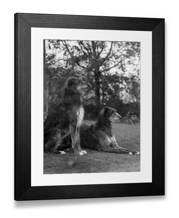 Framed Print : FALL / PAIR OF DEERHOUNDS Framed Print : FALL / PAIR OF DEERHOUNDS