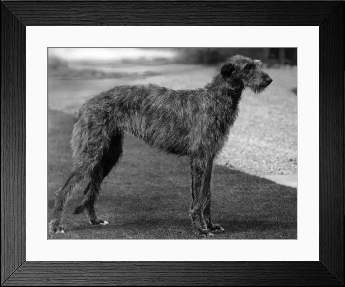 Framed Print : FALL / DEERHOUND / ROTHERWD Framed Print : FALL / DEERHOUND / ROTHERWD