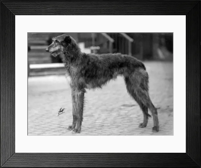 Framed Print : FALL / DEERHOUND / ROSS Framed Print : FALL / DEERHOUND / ROSS