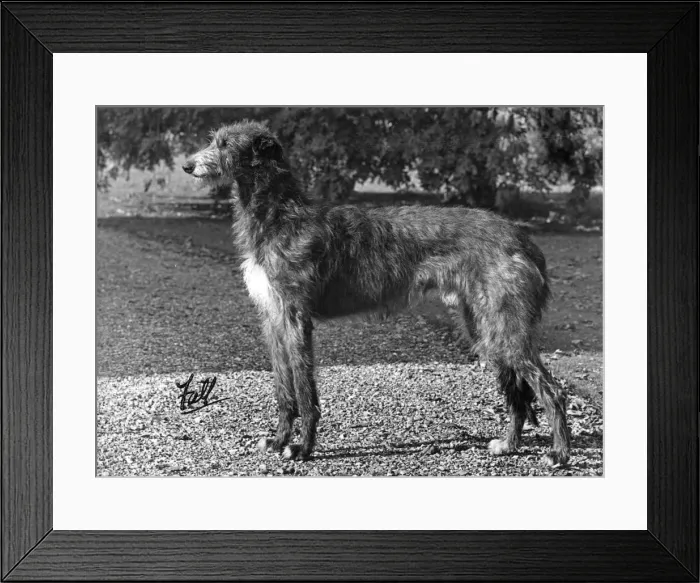 Framed Print : FALL / DEERHOUND / ROTHERWD Framed Print : FALL / DEERHOUND / ROTHERWD