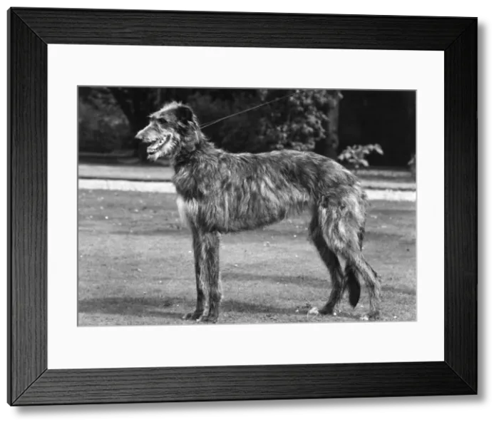 Framed Print : FALL / DEERHOUND / ROTHERWD Framed Print : FALL / DEERHOUND / ROTHERWD