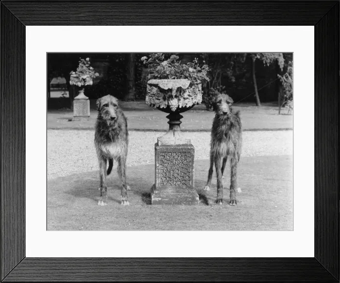 Framed Print : FALL / DEERHOUNDS Framed Print : FALL / DEERHOUNDS