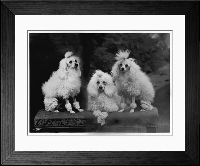 Framed Print : Fall - Mini Poodle - Trio