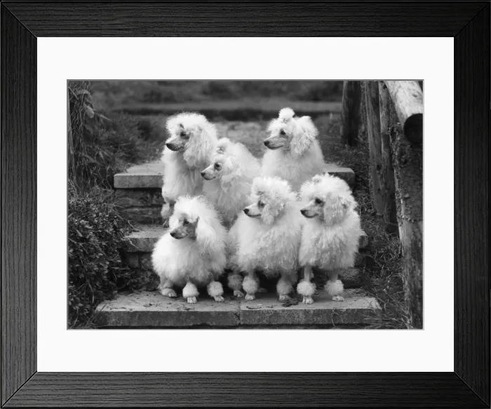 Framed Print : Miniature poodles, Thomas Fall photo Framed Print : Miniature poodles, Thomas Fall photo
