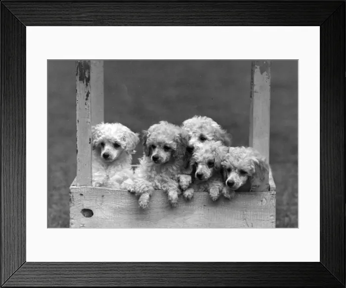 Framed Print : FALL / MINI POODLE / GROUP Framed Print : FALL / MINI POODLE / GROUP
