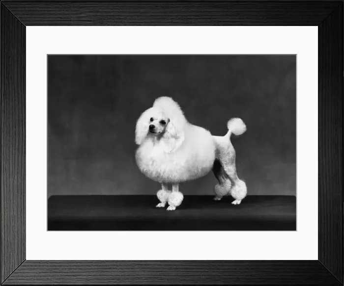 Framed Print : FALL / MINI POODLE / FIRCOT Framed Print : FALL / MINI POODLE / FIRCOT