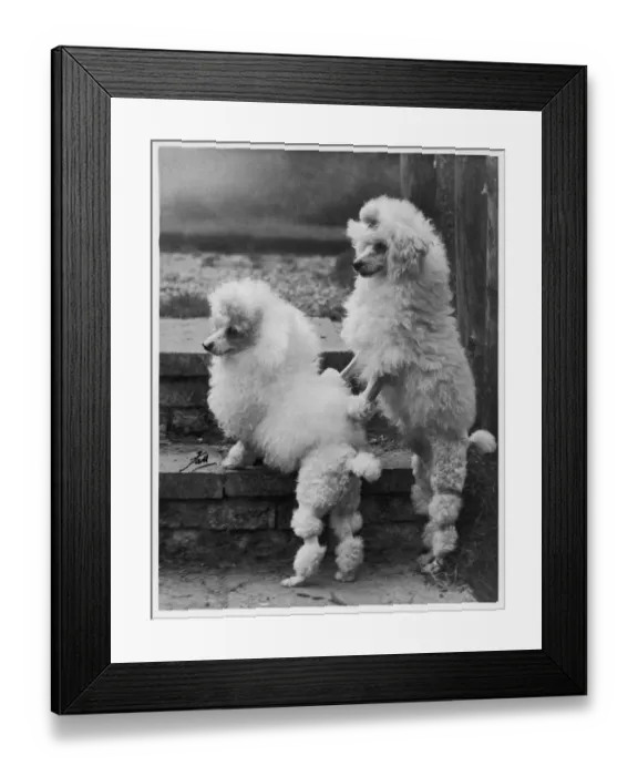 Framed Print : FALL / MINI POODLE / PAIR Framed Print : FALL / MINI POODLE / PAIR