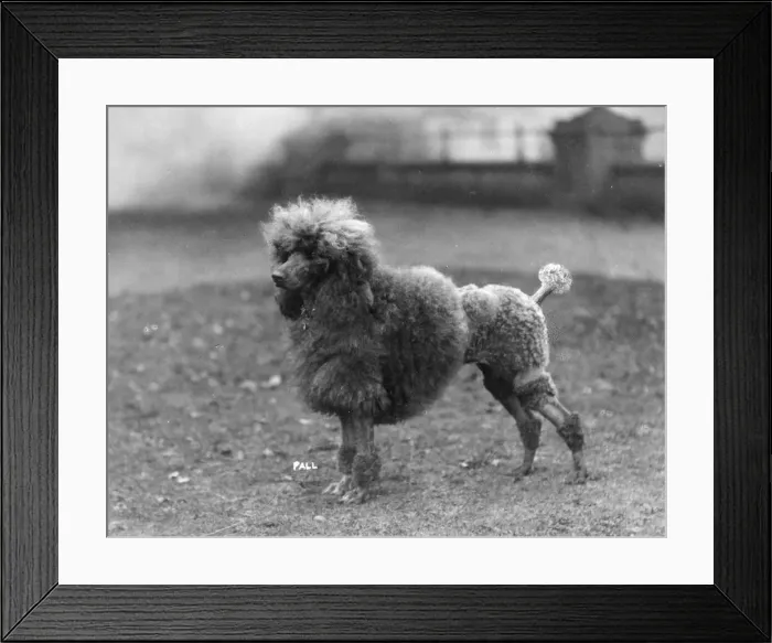 Framed Print : FALL / MINI POODLE / SCARLET Framed Print : FALL / MINI POODLE / SCARLET