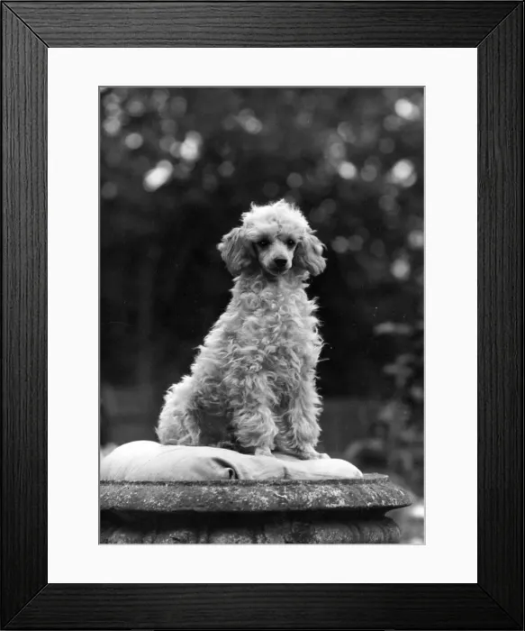 Framed Print : FALL / MINI POODLE / FIRCOT Framed Print : FALL / MINI POODLE / FIRCOT
