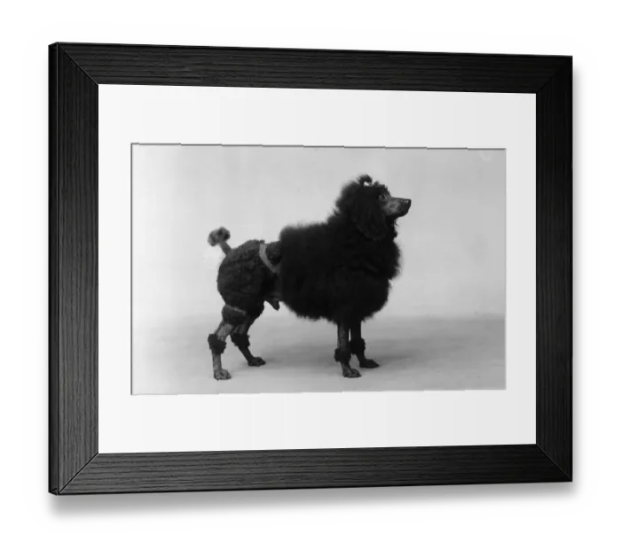 Framed Print : FALL / MINI POODLE Framed Print : FALL / MINI POODLE