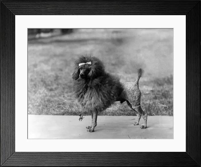 Framed Print : FALL / MINI POODLE / VAUGHN Framed Print : FALL / MINI POODLE / VAUGHN