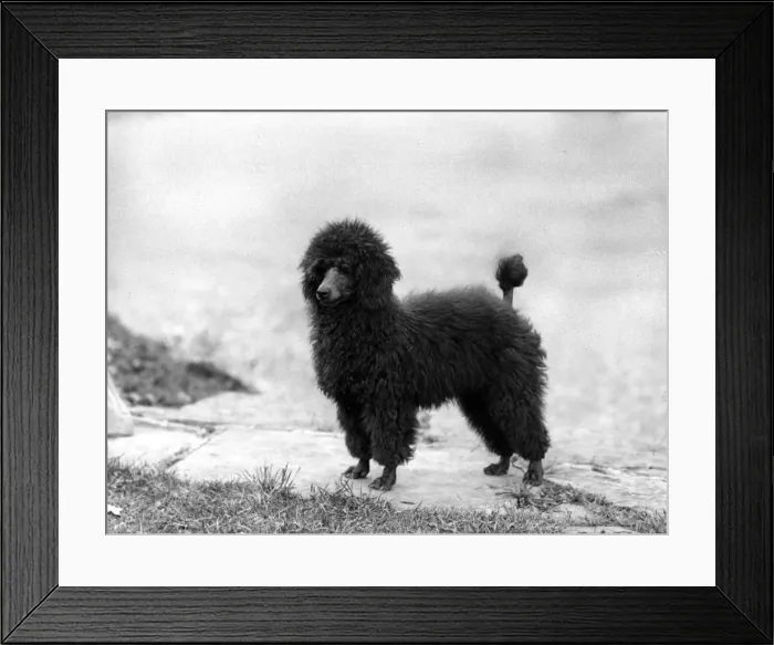 Framed Print : FALL / MINI POODLE / RAMA Framed Print : FALL / MINI POODLE / RAMA