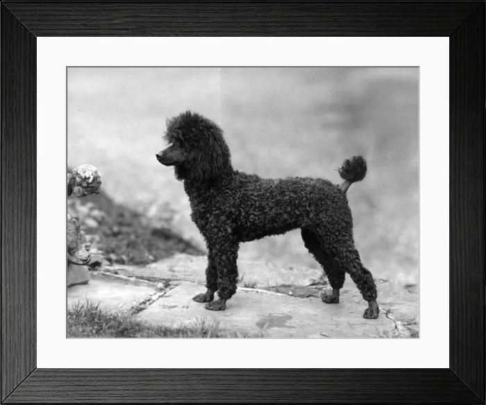 Framed Print : FALL / MINI POODLE / MONICA Framed Print : FALL / MINI POODLE / MONICA